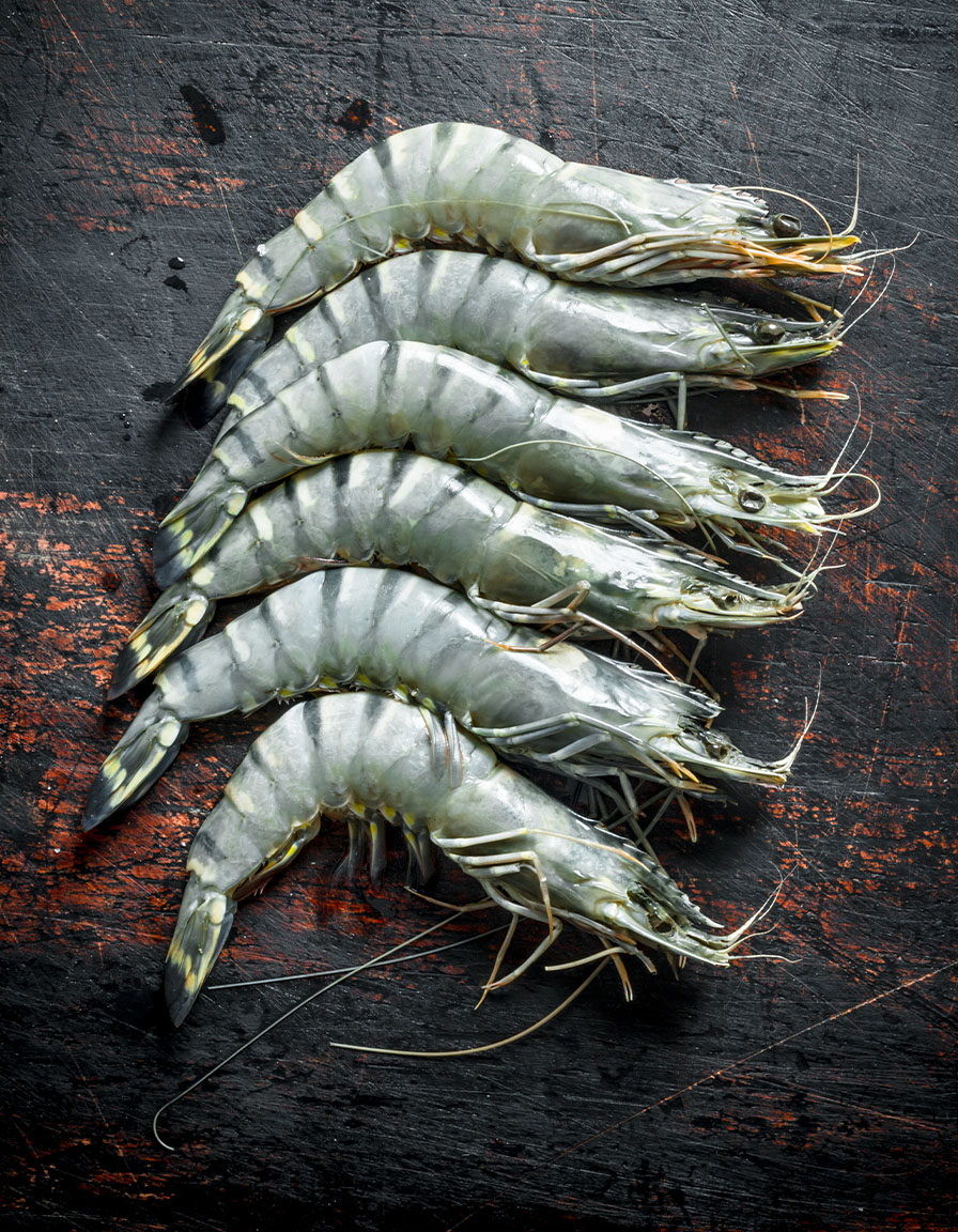 Raw black tiger shrimp with striped shells on dark slate