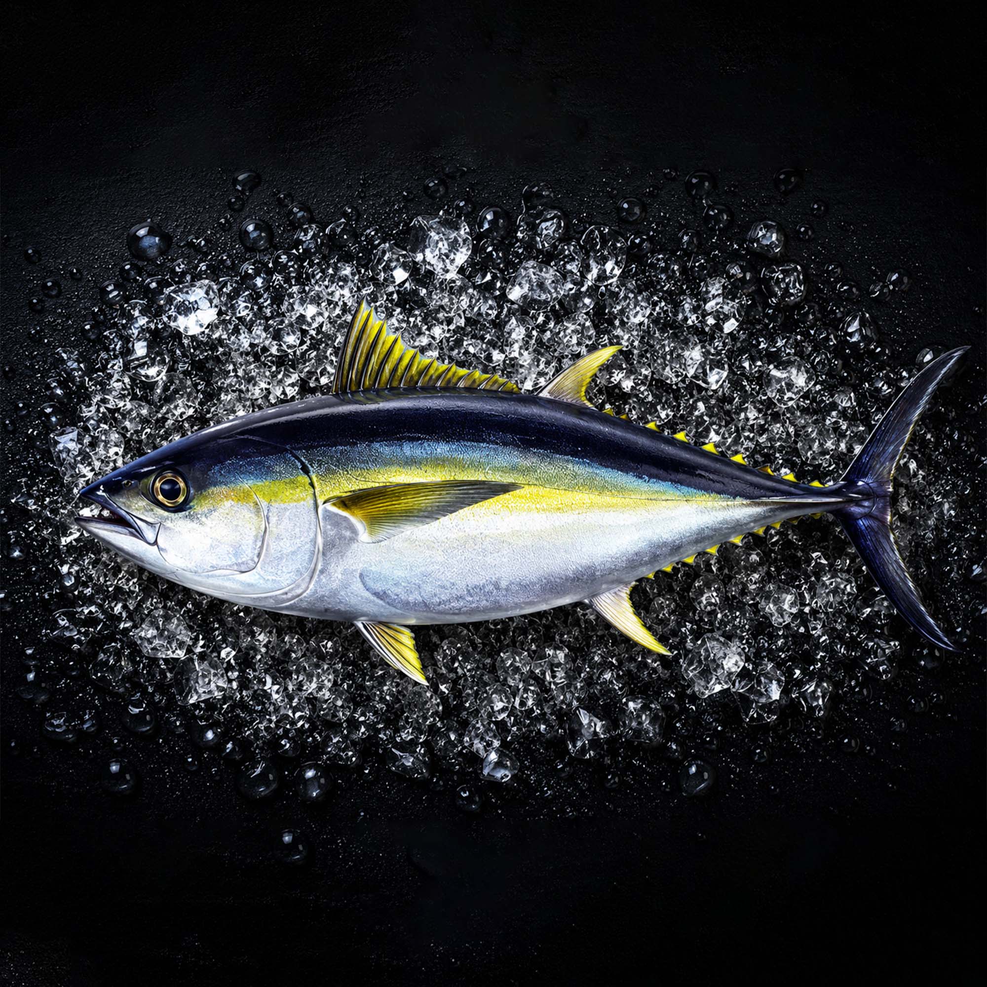 Bigeye Tuna