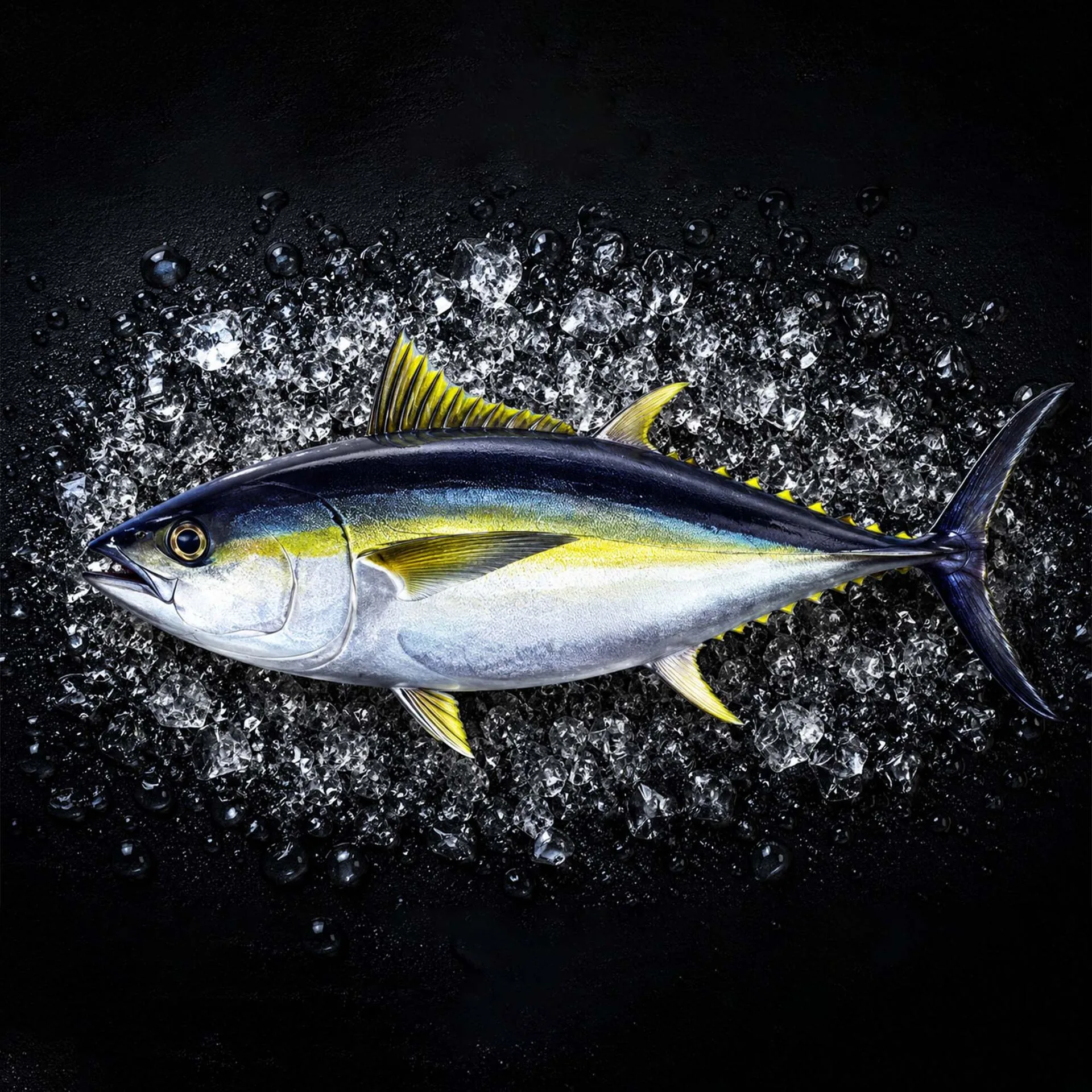 Bigeye Tuna