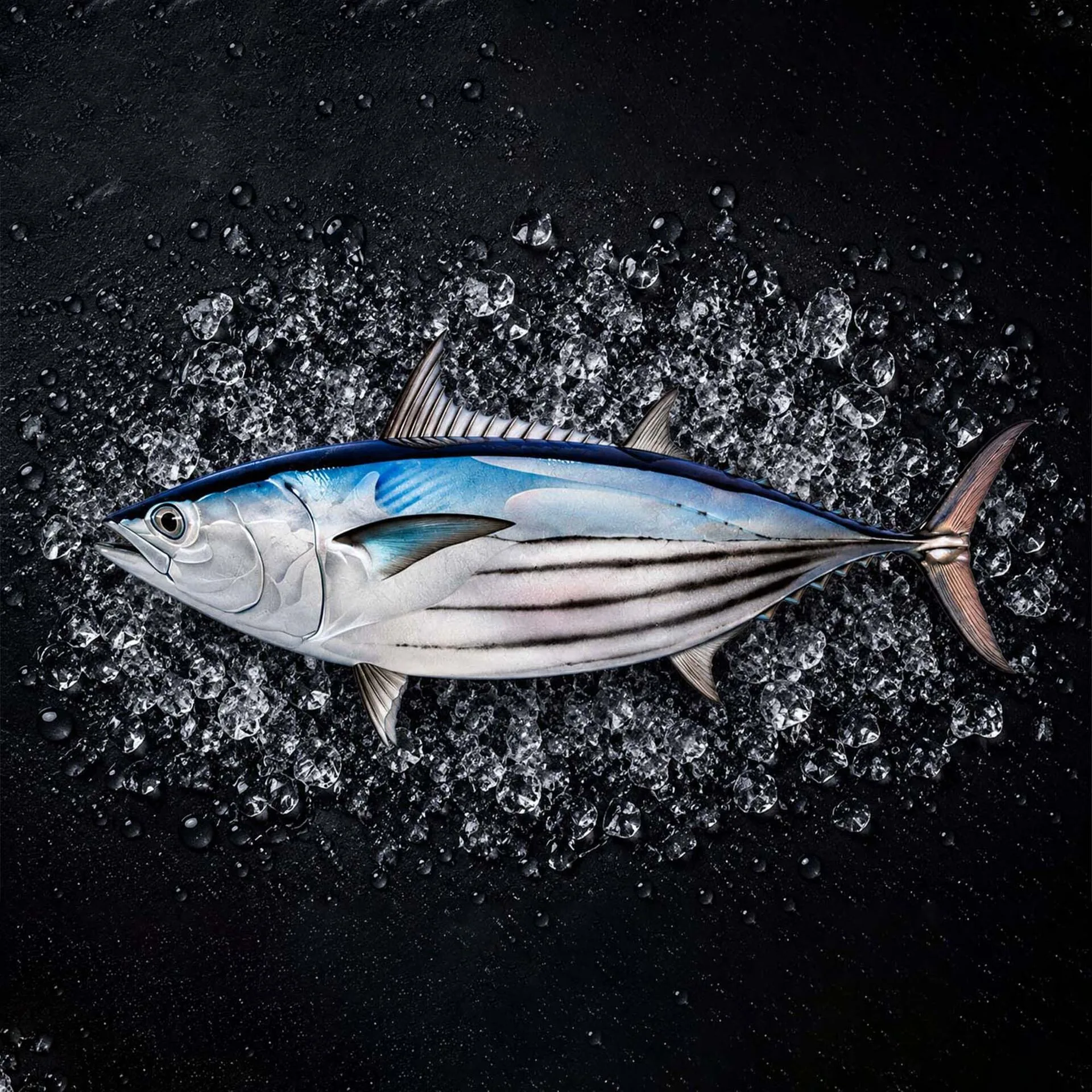 Skipjack Tuna