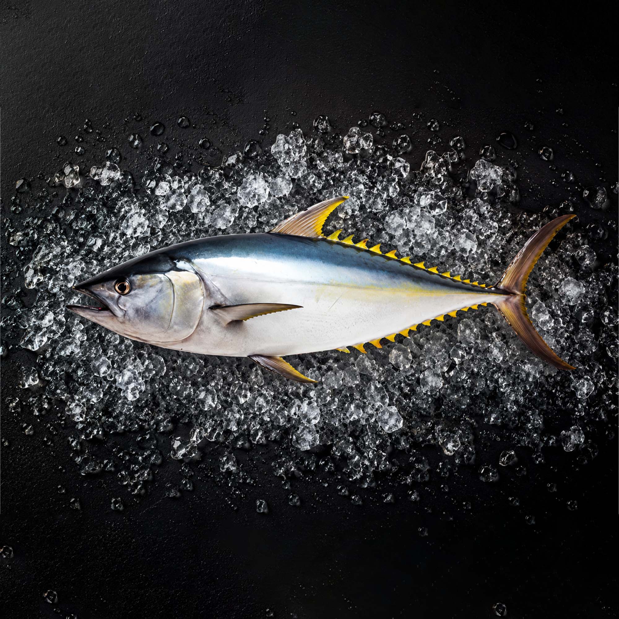 Yellowfin Tuna
