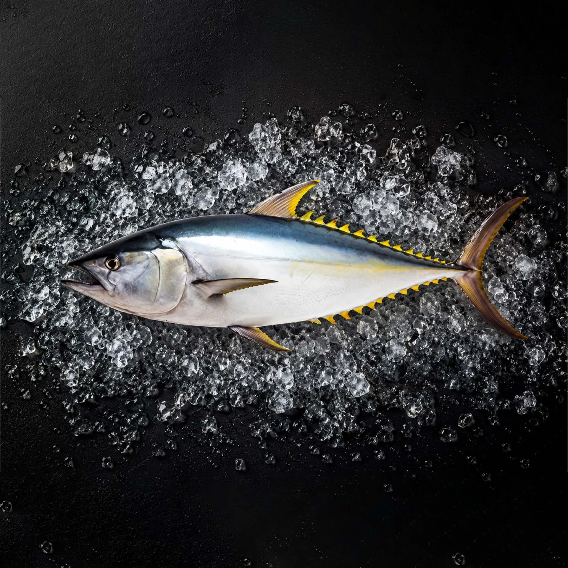 Yellowfin Tuna